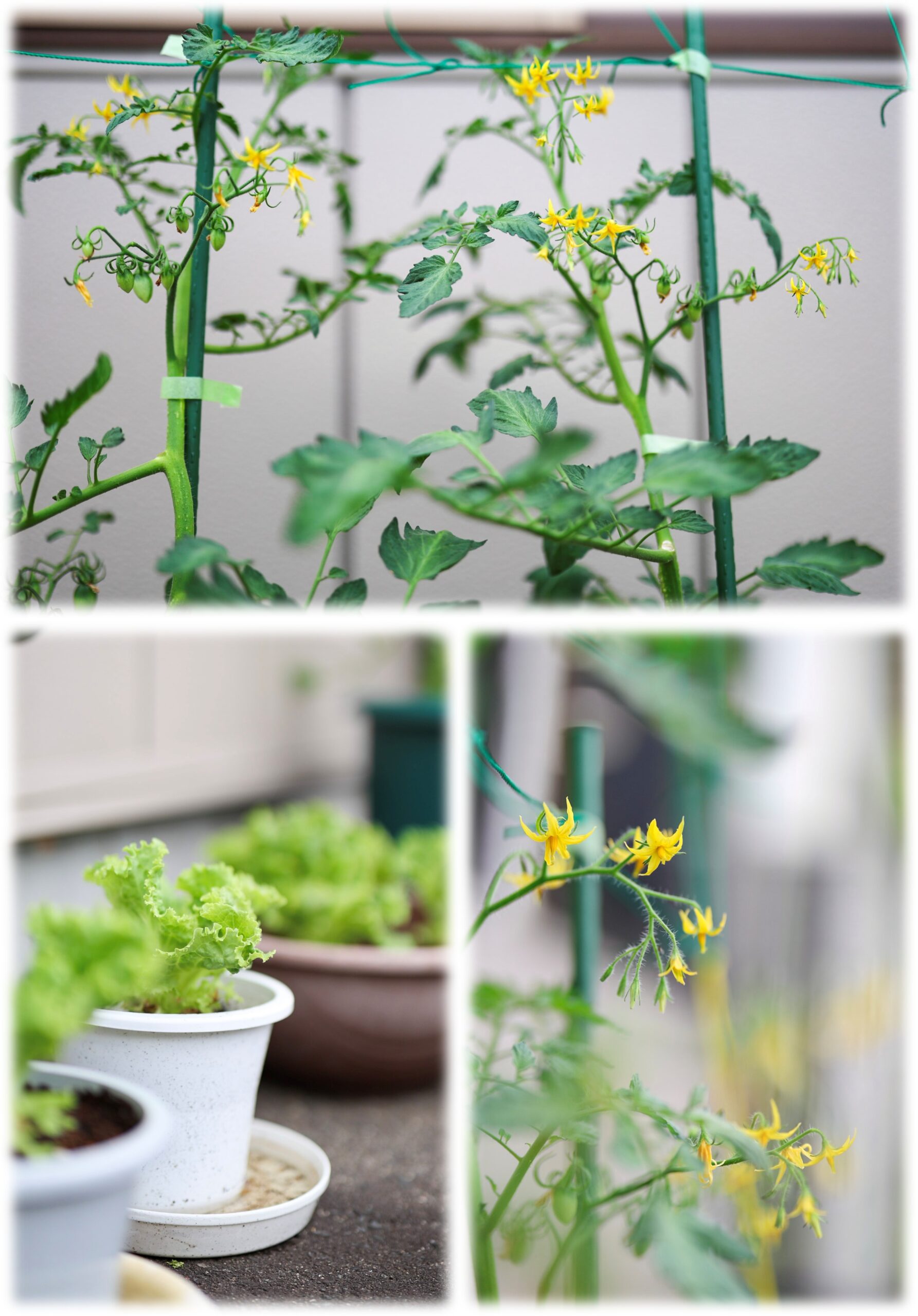 「AKATSUKI菜園」始めましたの画像